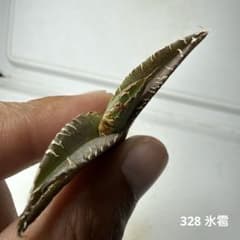 328 アガベ チタノタ 氷雹 - メルカリ
