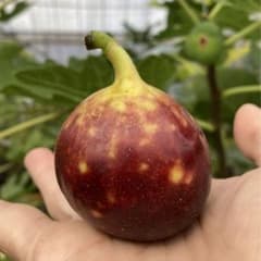 Jumbo Cyprus 穂木 イチジク - メルカリ