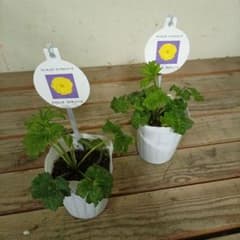 希少種ラナンキュラス 新品種 サラセレネ フォティノース 3.5号苗 2鉢