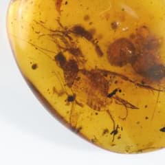 ZB351虫入り琥珀化石 ミャンマー カムティかタナイ産 9900万年前