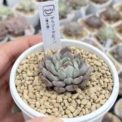 2026年最新】ザラゴーサspノバの人気アイテム - メルカリ