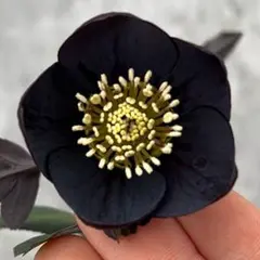 2026年最新】写楽 クリスマスローズの人気アイテム - メルカリ