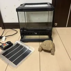 2026年最新】爬虫類 飼育ケージの人気アイテム - メルカリ