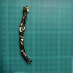 2026年最新】黒珊瑚 原木の人気アイテム - メルカリ