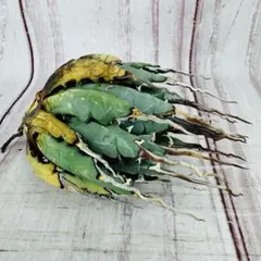 2026年最新】エボリスピナ陽炎の人気アイテム - メルカリ