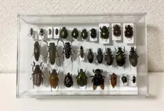 2026年最新】カミキリ 昆虫標本の人気アイテム - メルカリ