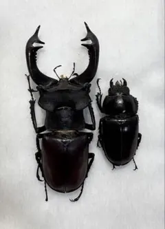 2026年最新】ヨーロッパミヤマ 標本の人気アイテム - メルカリ