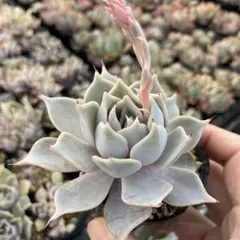 2026年最新】優木園の人気アイテム - メルカリ