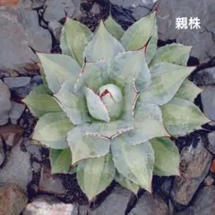 2026年最新】アガベ 吉祥天 パリーの人気アイテム - メルカリ