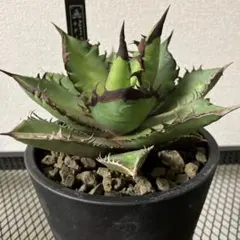 2026年最新】黒火焔の人気アイテム - メルカリ