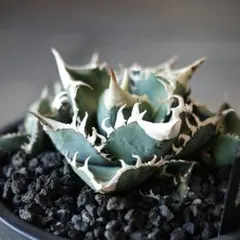 2026年最新】ivory wa アガベの人気アイテム - メルカリ