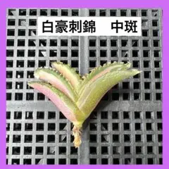 2026年最新】アガベ白豪刺の人気アイテム - メルカリ