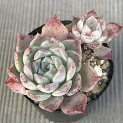 2026年最新】ルイパパの人気アイテム - メルカリ