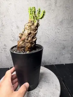 2026年最新】ユーフォルビアムランジーナの人気アイテム - メルカリ