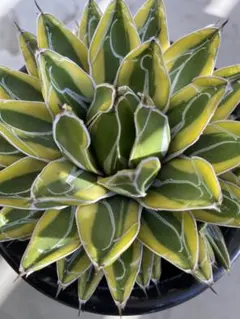 2026年最新】アガベ姫笹の雪の人気アイテム - メルカリ