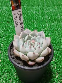 2026年最新】simijimiさん苗の人気アイテム - メルカリ