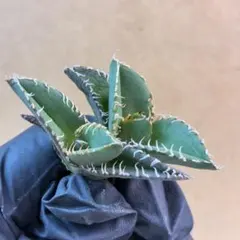 2026年最新】白豪刺の人気アイテム - メルカリ