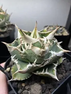 2026年最新】大白鯊 アガベの人気アイテム - メルカリ