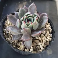 2026年最新】おらいさん苗 青鬼の人気アイテム - メルカリ