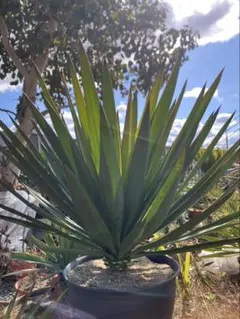 2026年最新】ユッカ グロリオサの人気アイテム - メルカリ