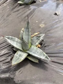 2026年最新】アガベシャークバイトの人気アイテム - メルカリ