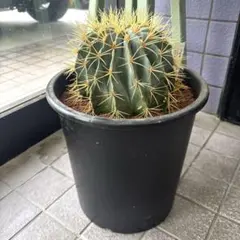 2026年最新】王冠竜の人気アイテム - メルカリ