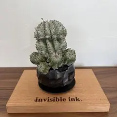 2026年最新】n/oh 鉢の人気アイテム - メルカリ