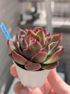 2026年最新】おらいさん苗 そわそわの人気アイテム - メルカリ