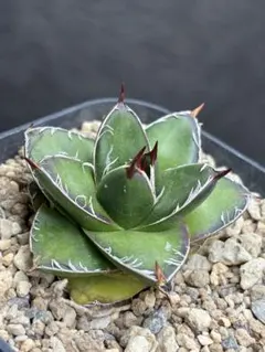 2026年最新】アガベ 王妃笹の雪 a型の人気アイテム - メルカリ