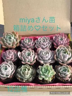 2026年最新】miya苗の人気アイテム - メルカリ