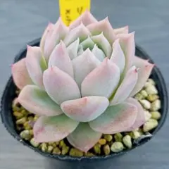 2026年最新】リンゼアナの人気アイテム - メルカリ