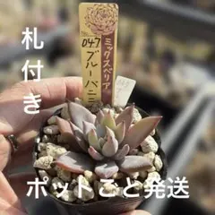 2026年最新】ブルーバニラ 多肉の人気アイテム - メルカリ