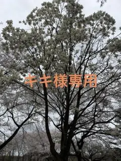 2026年最新】グラファ メラノキュアhqジェルの人気アイテム - メルカリ