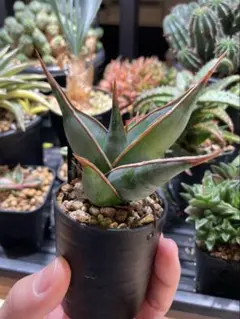 2026年最新】サンセベリア ピングイキュラの人気アイテム - メルカリ