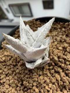 2026年最新】エンコリリウムの人気アイテム - メルカリ