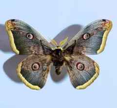 2026年最新】ヤママユの人気アイテム - メルカリ