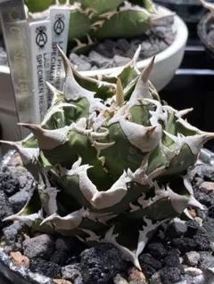 2026年最新】大白鯊 アガベの人気アイテム - メルカリ