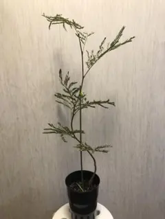 2026年最新】エバーフレッシュの人気アイテム - メルカリ