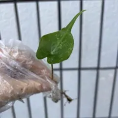 2026年最新】アロカシアスティングレイの人気アイテム - メルカリ