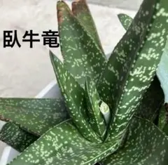 2026年最新】ガステリア 臥牛の人気アイテム - メルカリ