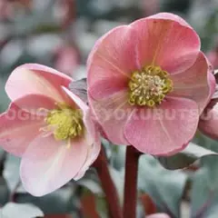 2026年最新】原種クリスマスローズの人気アイテム - メルカリ