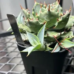 2026年最新】甲蟹 ハイブリッドの人気アイテム - メルカリ