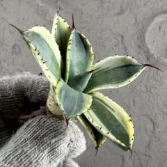 2026年最新】オリザバの人気アイテム - メルカリ