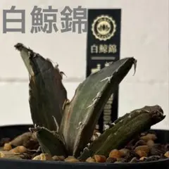 2026年最新】白鯨錦の人気アイテム - メルカリ