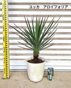 2026年最新】ユッカ アロイフォリアの人気アイテム - メルカリ