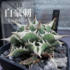 2026年最新】アガベ白豪刺の人気アイテム - メルカリ