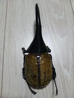 2026年最新】標本 ヘラクレスの人気アイテム - メルカリ