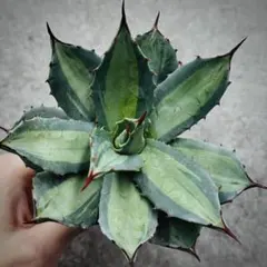 2026年最新】吉祥天錦の人気アイテム - メルカリ