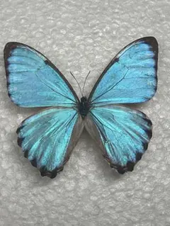 2026年最新】蝶 標本 モルフォの人気アイテム - メルカリ