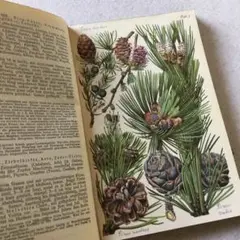 2026年最新】アンティーク植物図鑑の人気アイテム - メルカリ